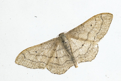 Idaea aversata (Vinkelengmåler)
