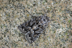 Thalpophila matura (Straw Underwing)