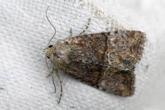 Mesoligia furuncula (Spinkelt engfly)