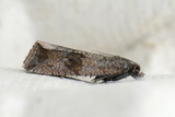 Celypha striana (Løvetannprydvikler)