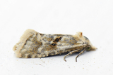 Cochylimorpha alternana (Kentish Conch)