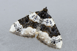 Cosmorhoe ocellata (Øyemåler)