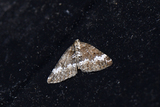 Perizoma alchemillata (Small Rivulet)