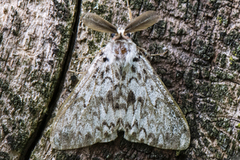 Lymantria monacha (Barskognonne)
