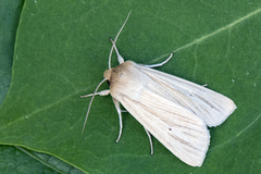 Mythimna pallens (Halmgult gressfly)