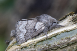 Trichiura crataegi (Hagtornspinner)