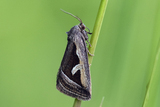 Deltote uncula (Starrglansfly)