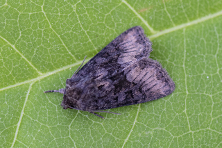 Oligia strigilis (Marbled Minor)