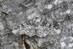 Biston betularia (Bjørkelurvemåler)