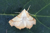 Ennomos erosaria (September Thorn)