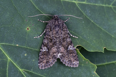 Mamestra brassicae (Cabbage Moth)