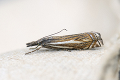 Crambus lathoniellus (Hook-streaked Grass-Veneer)
