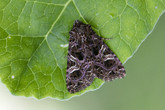 Sideridis rivularis (Fiolett nellikfly)
