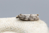 Cnephasia asseclana (Spraglet gråvikler)