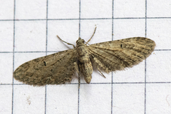 Eupithecia innotata (Malurtdvergmåler)