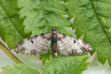 Eupithecia irriguata