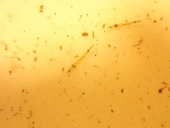 Trichoptera Samlegruppe (Vårfluelarver u/ hus)