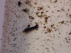 Trichoptera Samlegruppe (Vårfluelarver m/ hus)