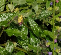 Pseudopanthera macularia (Pantermåler)