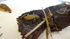 Slender Slug (Malacolimax tenellus)
