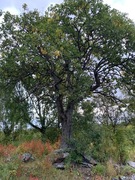 Goat Willow (Salix caprea)