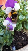 Bombus (Bumble-bee)