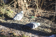 Stock Pigeon (Columba oenas)