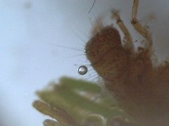 Trichoptera Samlegruppe (Vårfluelarver m/ hus)