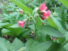 Red lungwort (Pulmonaria rubra)