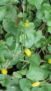 Lesser Celandine (Ranunculus ficaria)