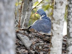 Wood Pigeon (Columba palumbus)