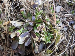 Alpine Penny-cress (Noccaea caerulescens)