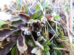 Alpine Penny-cress (Noccaea caerulescens)
