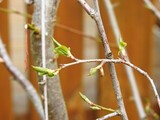 Garden Plum (Prunus domestica)