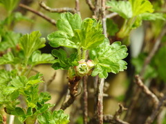 Gooseberry (Ribes uva-crispa)