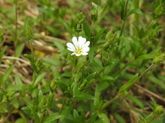 Field chickweed (Cerastium arvense)