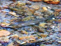 Brown trout (Salmo trutta)