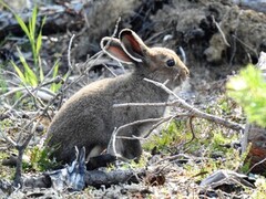 Mountain hare (Lepus timidus)