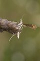 Gillmeria pallidactyla (Yarrow Plume)
