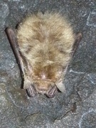 Common long-eared bat (Plecotus auritus)