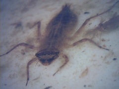 Anisoptera (Libeller)