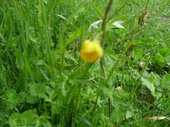 Meadow Buttercup (Ranunculus acris)