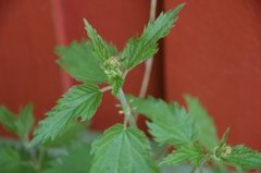 Common Nettle (Urtica dioica)