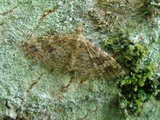 Alucita hexadactyla (Kaprifolfingermøll)