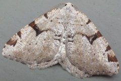 Macaria wauaria (Ripsbuemåler)