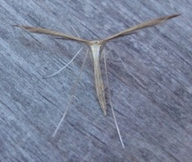 Pterophoridae (Fjærmøll)