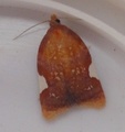 Acleris holmiana (Rød flatvikler)