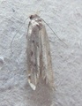 Hofmannophila pseudospretella (Frømøll)