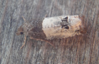 Notocelia roborana (Krattrosevikler)