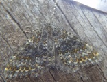 Entephria flavicinctata (Yellow-ringed Carpet)